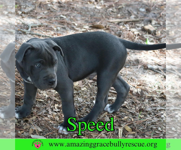 Medium Photo #5 American Pit Bull Terrier-Unknown Mix Puppy For Sale in Pensacola, FL, USA
