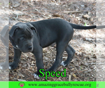 Small #4 American Pit Bull Terrier Mix