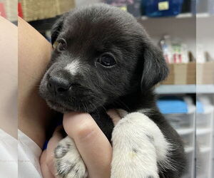 Mutt Dogs for adoption in Fargo, ND, USA