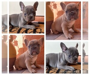 French Bulldog Puppy for sale in MIAMI, FL, USA