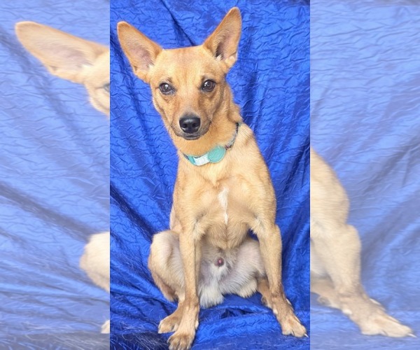 Medium Photo #3 Chihuahua-Unknown Mix Puppy For Sale in Cuba, NY, USA