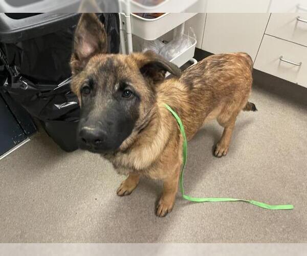 Medium Photo #1 Mutt Puppy For Sale in HESPERIA, CA, USA