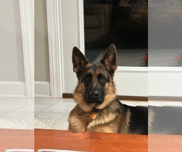 Medium Photo #23 German Shepherd Dog Puppy For Sale in LA FAYETTE, NY, USA