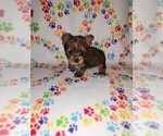 Puppy Lucy Yorkshire Terrier