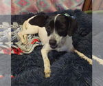 Small #2 Rat Terrier