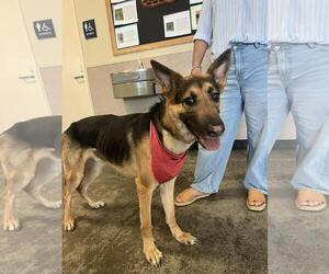 German Shepherd Dog-Unknown Mix Dogs for adoption in Rockwall, TX, USA