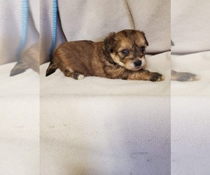 Yo-Chon Puppy for sale in HAMPTON, VA, USA