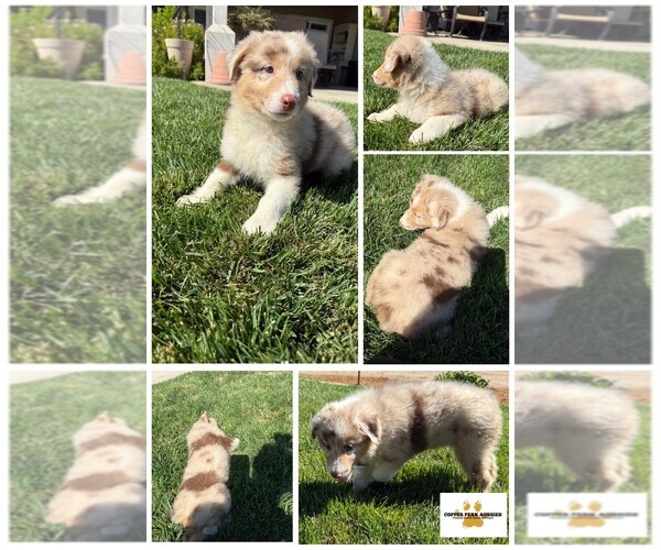 Medium Photo #1 Australian Shepherd Puppy For Sale in MODESTO, CA, USA