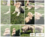 Puppy Puppy 7 Australian Shepherd