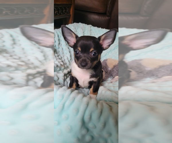 Medium Photo #2 Chihuahua Puppy For Sale in KNOXVILLE, TN, USA