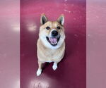 Small #5 Shiba Inu Mix