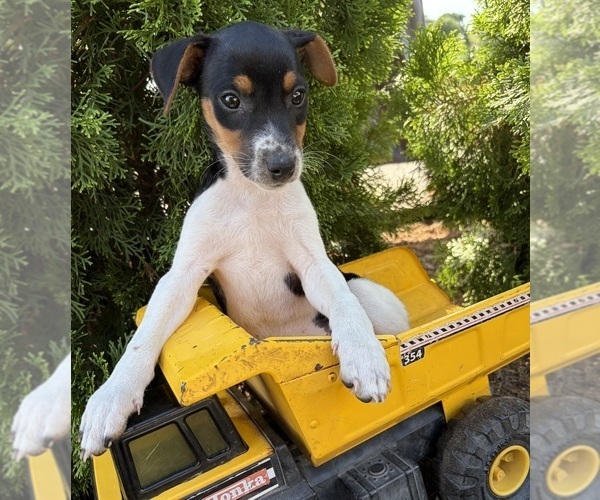 Medium Photo #2 Jack-Rat Terrier Puppy For Sale in MIDDLEBURY, IN, USA