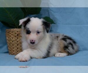 Miniature American Shepherd Puppy for sale in LAS VEGAS, NV, USA