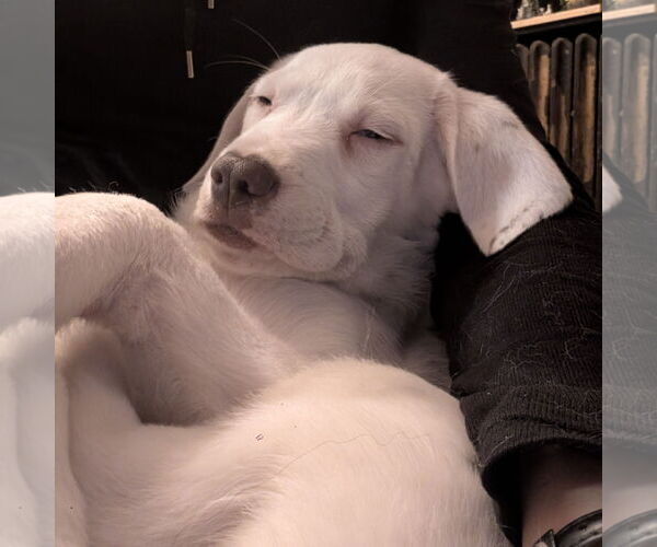 Medium Photo #9 Pointer-Unknown Mix Puppy For Sale in Fargo, ND, USA