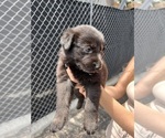 Small Photo #8 German Shepherd Dog Puppy For Sale in MIAMI BEACH, FL, USA