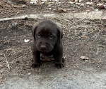 Small #11 Labrador Retriever