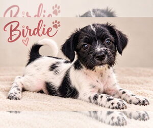 Mutt Dogs for adoption in Grafton, WI, USA