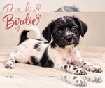 Birdie - Female Mutt Dog for Adoption - Small photo