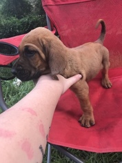 Bloodhound Puppy for sale in HENDRICKS, WV, USA
