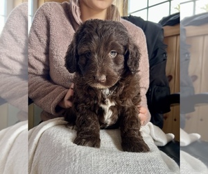 Aussie-Poo-Aussiedoodle Miniature Mix Puppy for sale in ALBION, NJ, USA