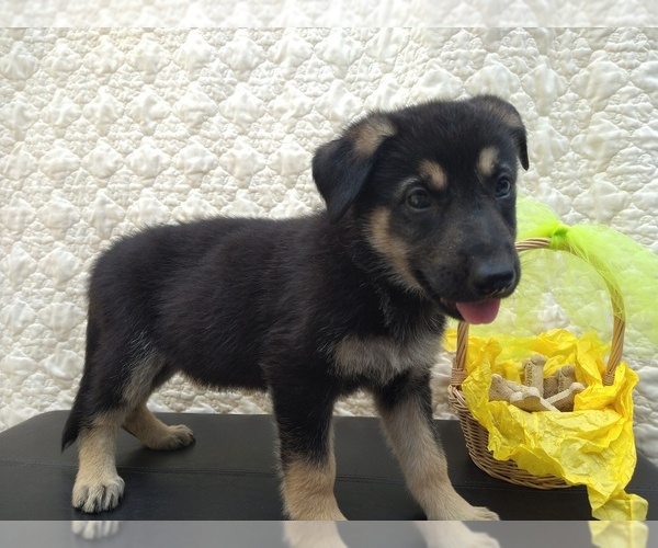 Medium Photo #1 German Shepherd Dog Puppy For Sale in DRURY, MO, USA