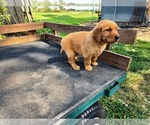 Small #4 Golden Retriever