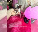 Small #2 Chihuahua