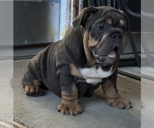 English Bulldog Puppy for Sale in SLIDELL, Louisiana USA