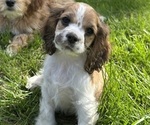 Small #9 Cocker Spaniel