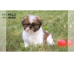 Small #31 Shih Tzu