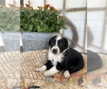 Small Photo #5 Miniature Australian Shepherd Puppy For Sale in BLMGTN, IN, USA