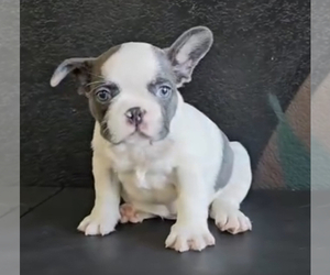 French Bulldog Puppy for sale in SEATTLE, WA, USA