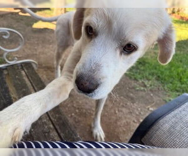Medium Photo #4 Great Pyrenees Puppy For Sale in Spring, TX, USA