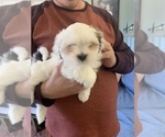 Small Photo #2 Lhasa Apso Puppy For Sale in MARINA BAY, MA, USA