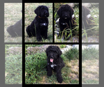 Small Photo #1 Bernedoodle Puppy For Sale in Duncan, British Columbia, Canada
