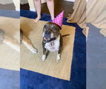 Small #5 Boxer Mix