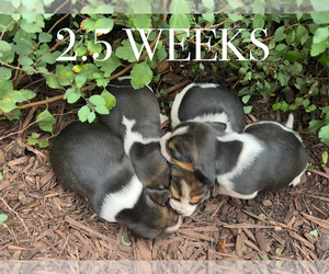 Beagle Puppy for Sale in DURHAM, Kansas USA