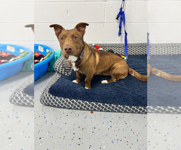 Medium Photo #4 Dachshund-Unknown Mix Puppy For Sale in Pierceton , IN, USA