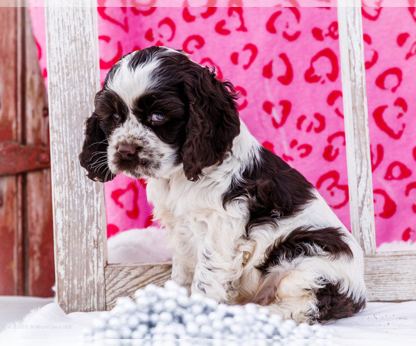 Medium Photo #11 Cocker Spaniel Puppy For Sale in WAKARUSA, IN, USA
