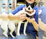 Small Photo #4 Rat Terrier Puppy For Sale in Horn Lake, MS, USA