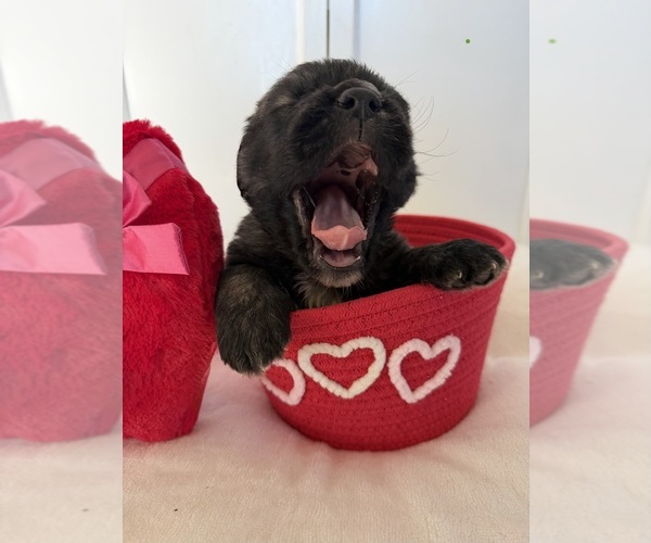 Medium Photo #11 Mastiff-Pyrenean Mastiff Mix Puppy For Sale in RHOME, TX, USA