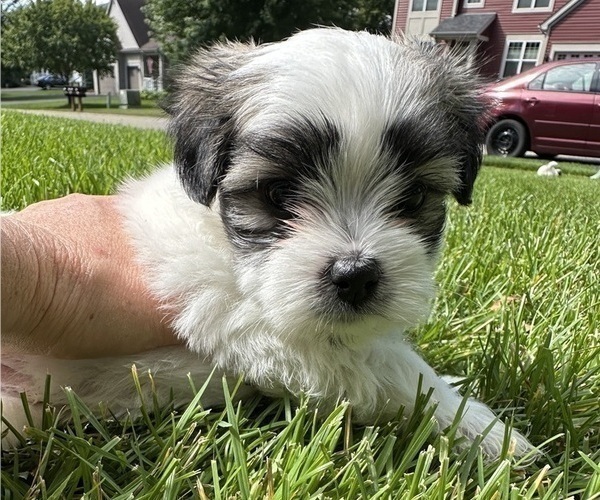 Medium Photo #3 Mal-Shi Puppy For Sale in ROGERS, MN, USA