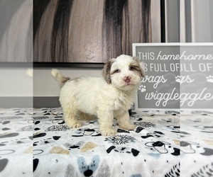 Miniature Bernedoodle Puppy for sale in FRANKLIN, IN, USA