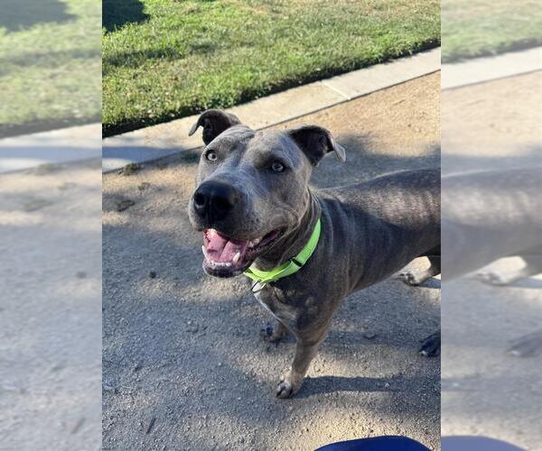 Medium Photo #2 Mutt Puppy For Sale in Elk Grove, CA, USA