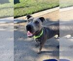Small #1 Mutt