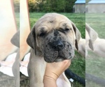 Small Photo #11 Great Dane Puppy For Sale in PINNACLE, NC, USA