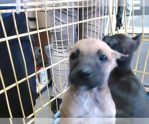 Mutt Dogs for adoption in Tulsa, OK, USA