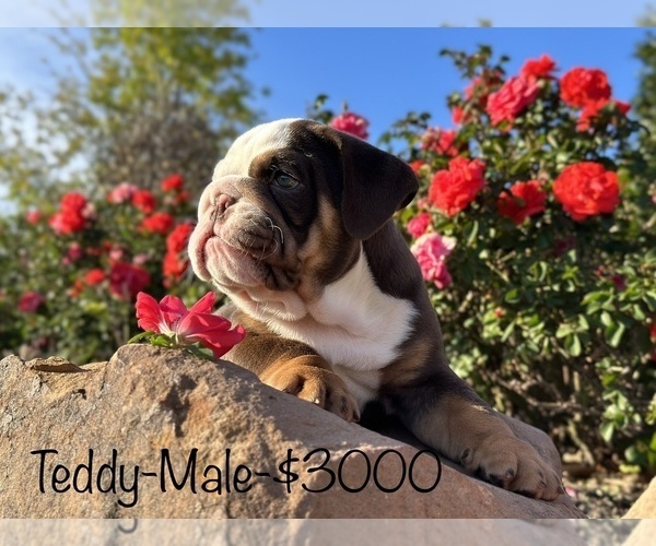 Medium Photo #8 Bulldog Puppy For Sale in SPRING, TX, USA