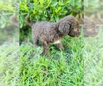 Small Photo #2 Miniature Labradoodle Puppy For Sale in OCEAN SPRINGS, MS, USA