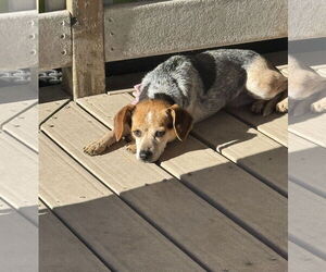 Beagle-Unknown Mix Dogs for adoption in MIDWAY, UT, USA